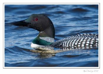 common loon 6e.jpg